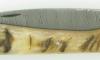 Vendetta Damascus Ram Horn 4